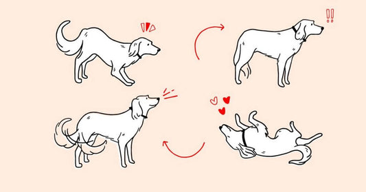 Understanding Dog Body Language